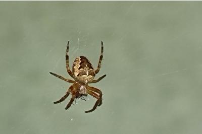 <i>Araneus diadematus</i>