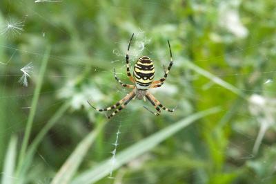 <i>Argiope bruennichi</i>