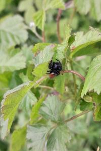 <i>Carrhotus xanthogramma</i>