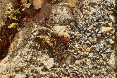 <i>Arctosa perita</i>