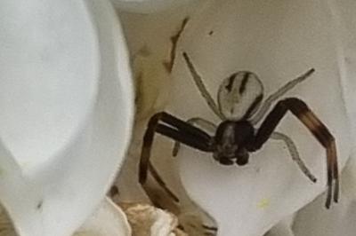 <i>Misumena vatia</i>