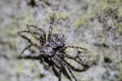 <i>Philodromus margaritatus</i>
