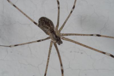 <i>Holocnemus pluchei</i>