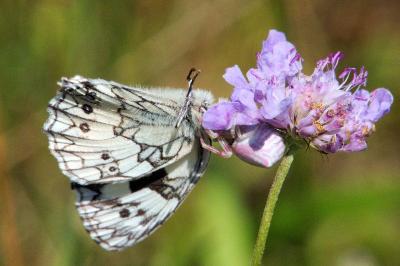 <i>Thomisus onustus</i>