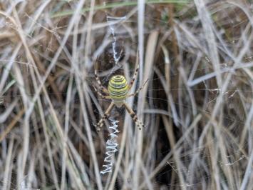 <i>Argiope bruennichi</i>