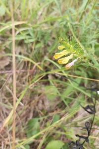 <i>Melampyrum pratense</i>