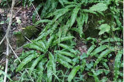 <i>Asplenium scolopendrium</i>