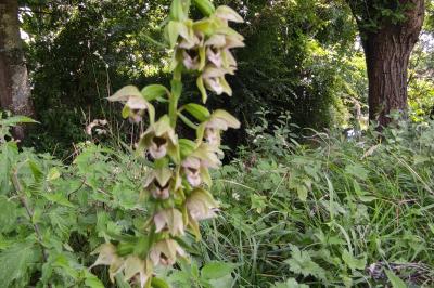 <i>Epipactis helleborine</i>
