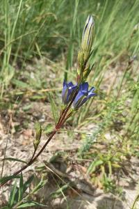 <i>Gentiana pneumonanthe</i>