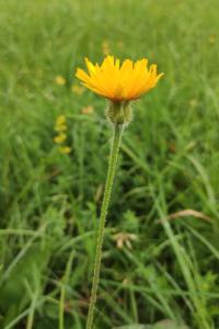 <i>Leontodon hispidus</i>