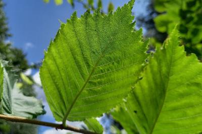 <i>Ulmus laevis</i>