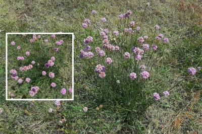 <i>Armeria arenaria</i>
