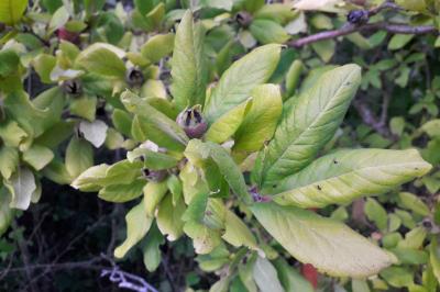 <i>Crataegus germanica</i>