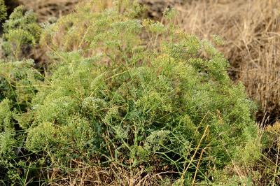 <i>Falcaria vulgaris</i>