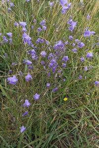 <i>Campanula rotundifolia</i>