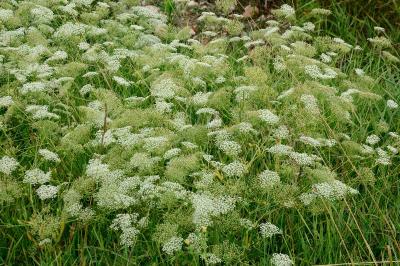 <i>Falcaria vulgaris</i>