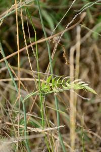 <i>Sison segetum</i>