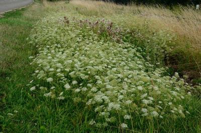 <i>Falcaria vulgaris</i>