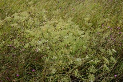 <i>Falcaria vulgaris</i>