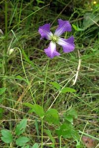 <i>Clematis</i>