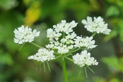 <i>Aethusa cynapium</i>