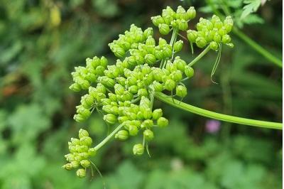 <i>Aethusa cynapium</i>
