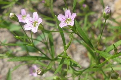Caryophyllaceae