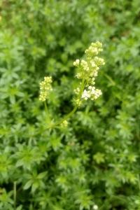 <i>Galium album</i>