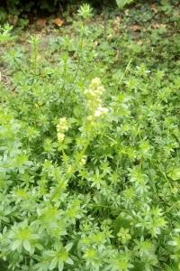 <i>Galium album</i>