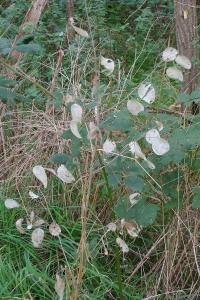 <i>Lunaria annua</i>