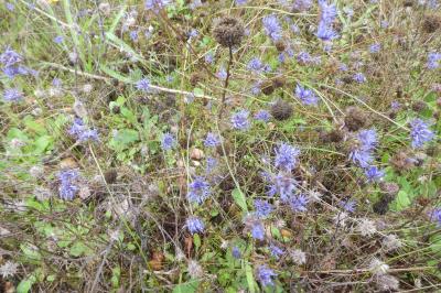 <i>Jasione montana</i>