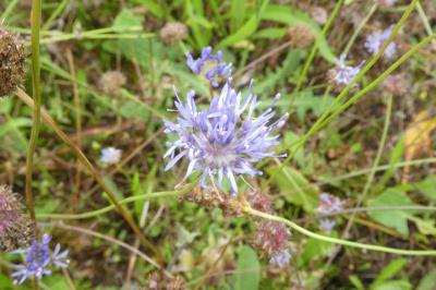 <i>Jasione montana</i>