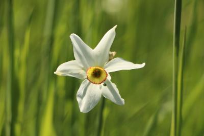 <i>Narcissus poeticus</i>
