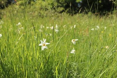 <i>Narcissus poeticus</i>