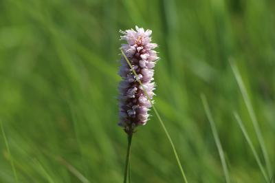 <i>Bistorta officinalis</i>