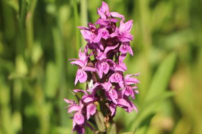 <i>Dactylorhiza majalis</i>