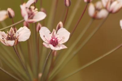 Butomaceae