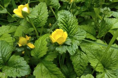 <i>Potentilla indica</i>