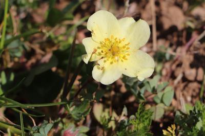<i>Potentilla recta</i>