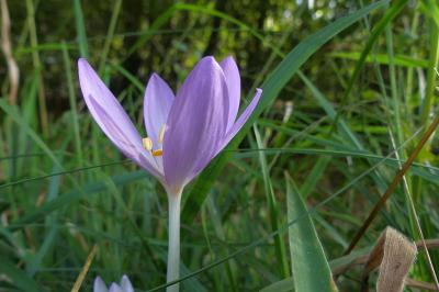 <i>Colchicum autumnale</i>