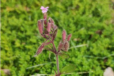 <i>Saponaria ocymoides</i>