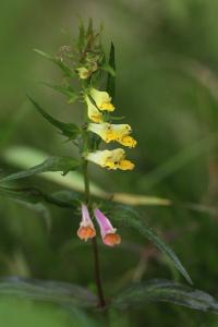 <i>Melampyrum pratense</i>