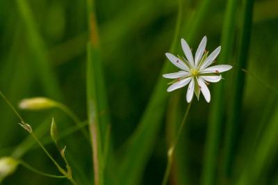 <i>Stellaria palustris</i>