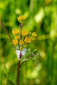 <i>Jacobaea vulgaris</i>