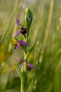 <i>Ophrys apifera</i>