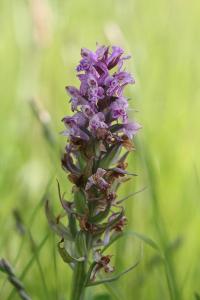 <i>Dactylorhiza majalis</i>