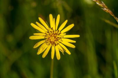 <i>Tragopogon dubius</i>
