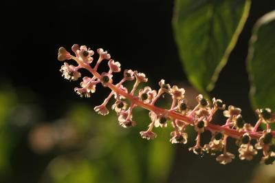 Phytolaccaceae