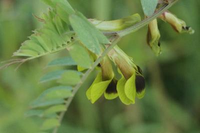 <i>Vicia melanops</i>