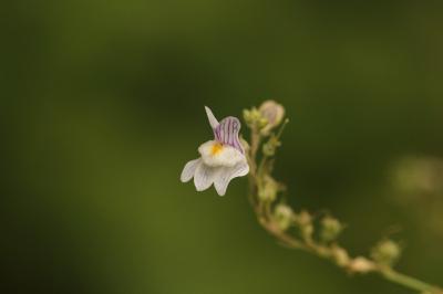<i>Linaria repens</i>
